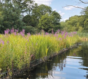 WVD-SEP-2025-reed