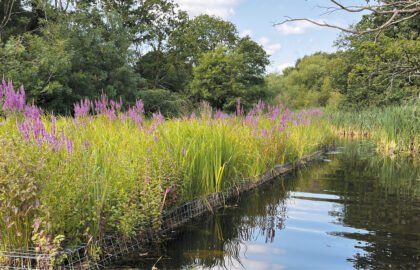 WVD-SEP-2025-reed