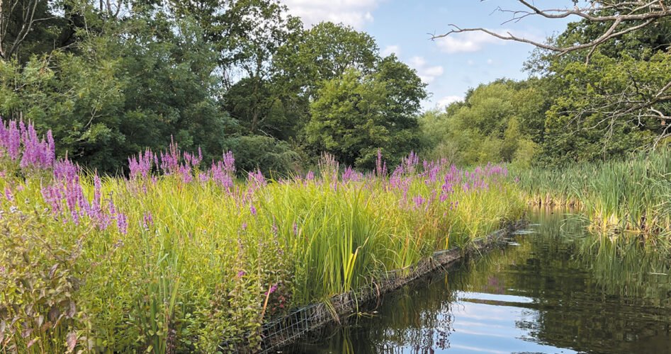WVD-SEP-2025-reed