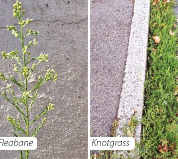 WVD-SEP-2025weeds