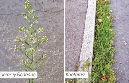 WVD-SEP-2025weeds
