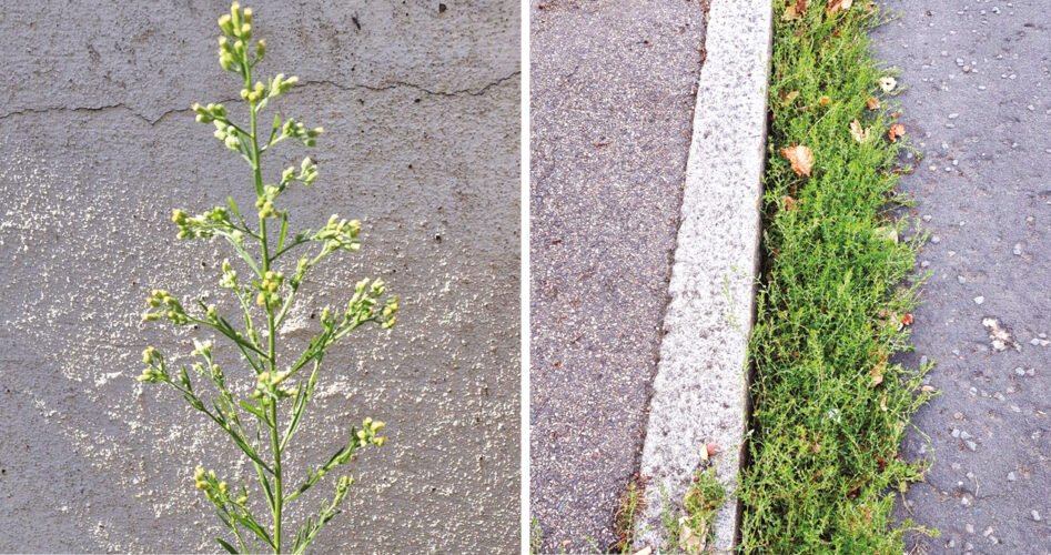 WVD-SEP-2025weeds