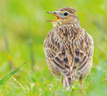 WVD-OCT-2025-skylarks