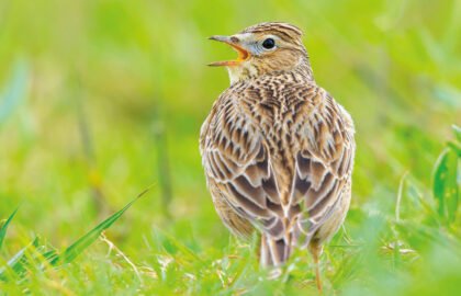 WVD-OCT-2025-skylarks