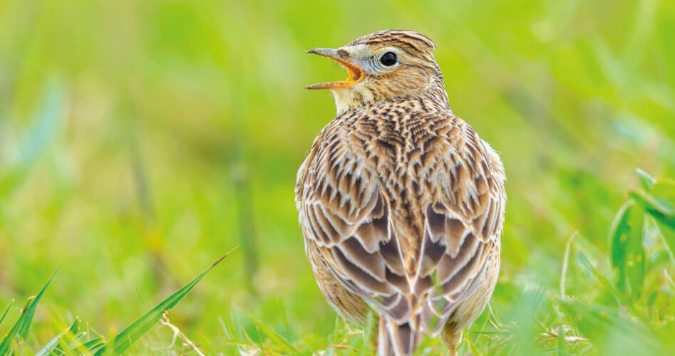 WVD-OCT-2025-skylarks