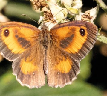 WVD-OCT-2025-vbutterfly