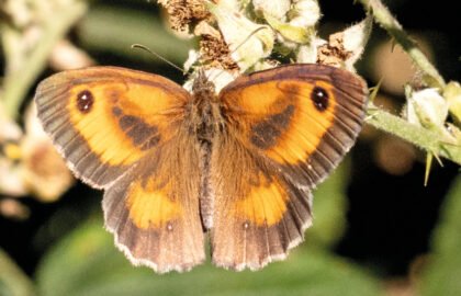 WVD-OCT-2025-vbutterfly