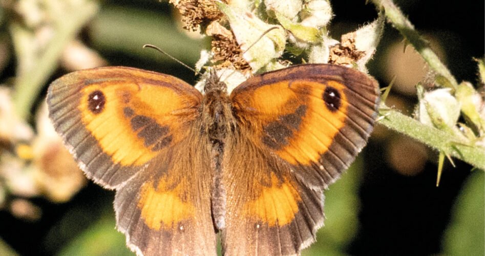 WVD-OCT-2025-vbutterfly