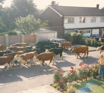 WVD-AUG-2026-cows
