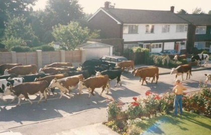 WVD-AUG-2026-cows