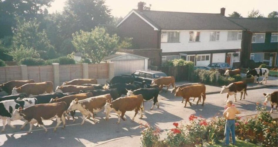 WVD-AUG-2026-cows