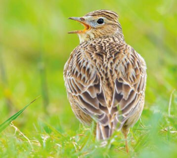 skylarks