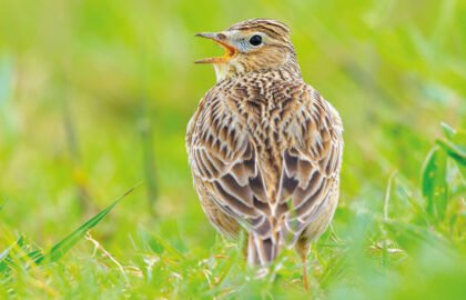 skylarks