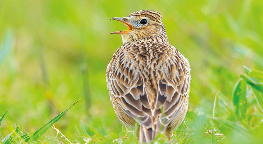 skylarks