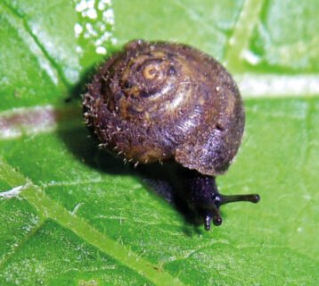 snails