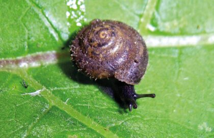 snails