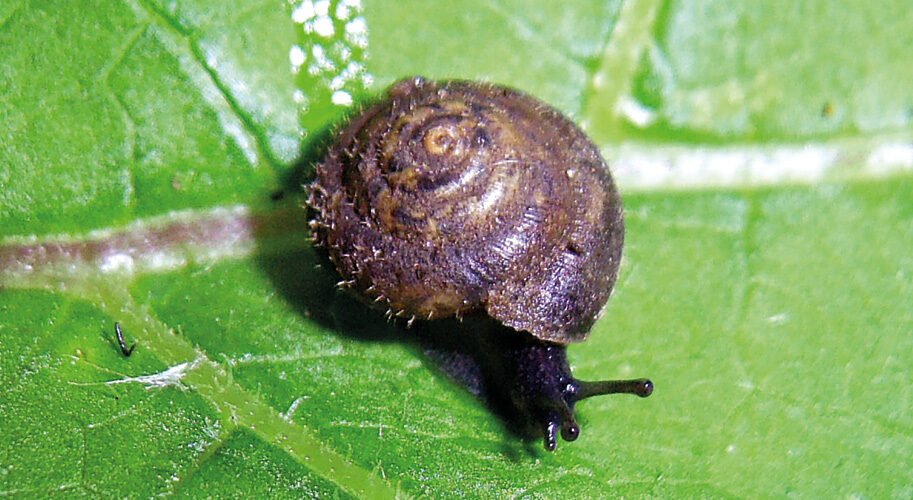 snails